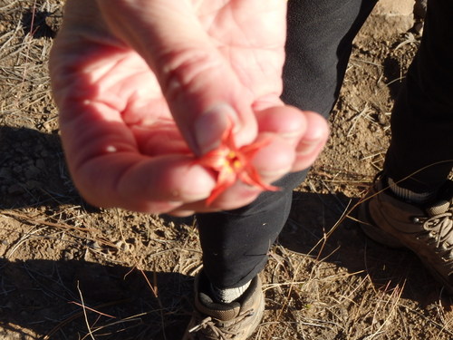 GDMBR: Wildflower: Scarlet Gilia (Gilia Aggregata).
